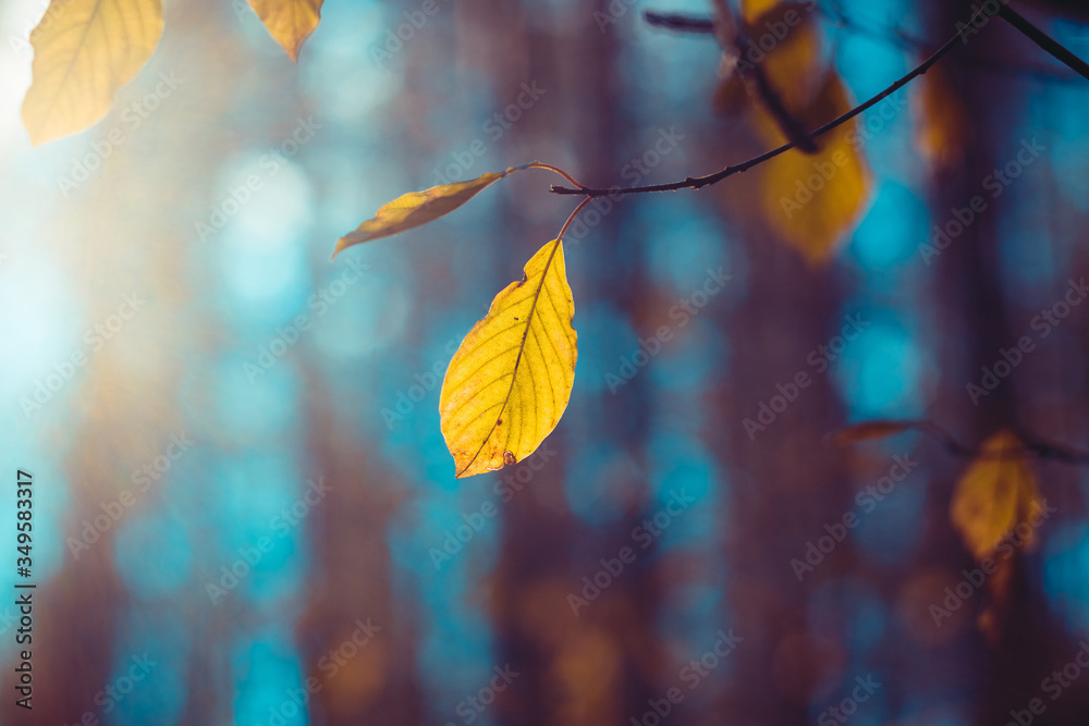 Bright yellow leaves of beech on a deep blue background. Autumn vivid natural background. Panoramic forest landscape. Tree branch with falling leaves Bright yellow leaves of beech on a deep blue background. Autumn vivid natural background. Panoramic forest landscape. Tree branch with falling leaves