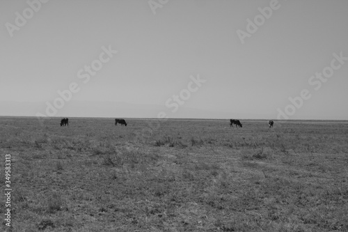 Cows and calves in the village