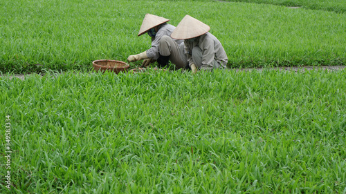 women trimming grass at Ho Chi Min Mausoleum