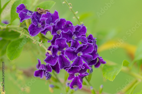Close up Golden dewdrop,pigeon berry or skyflower in green background.(Duranta erecta) Beautiful purple flower blossom.