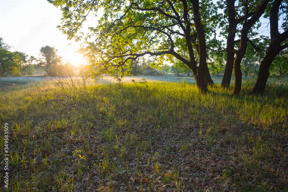 beautiful summer forest glade at the sunset, outdoor countryside background beautiful summer forest glade at the sunset, outdoor countryside background