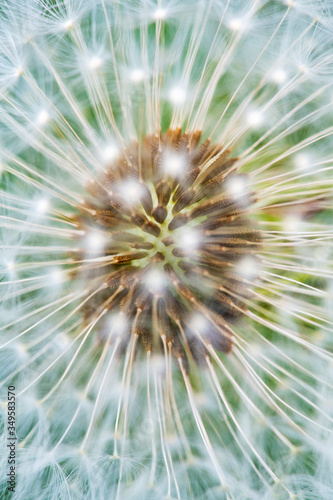 Detail of a Dandelions seedhead (Taraxacum officinale) showing a beautifull natural pattern.