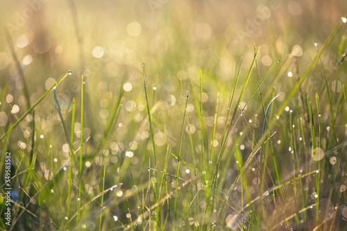 closeup grass with water drop in a light of morning sun