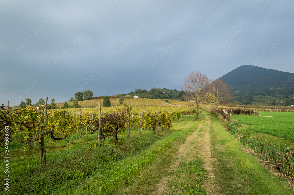 Obraz premium Vineyards in north italy after a storm in the italian Euganean Hills, Padova - Veneto