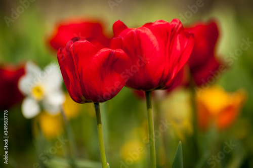 Red tulips close up