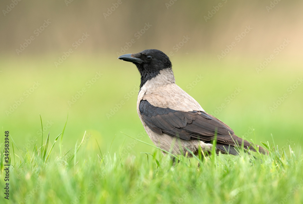 Hooded crow ( Corvus corone ) close up Hooded crow ( Corvus corone ) close up