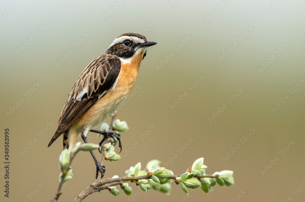 Fototapeta premium Whinchat ( Saxicola rubetra ) bird close up
