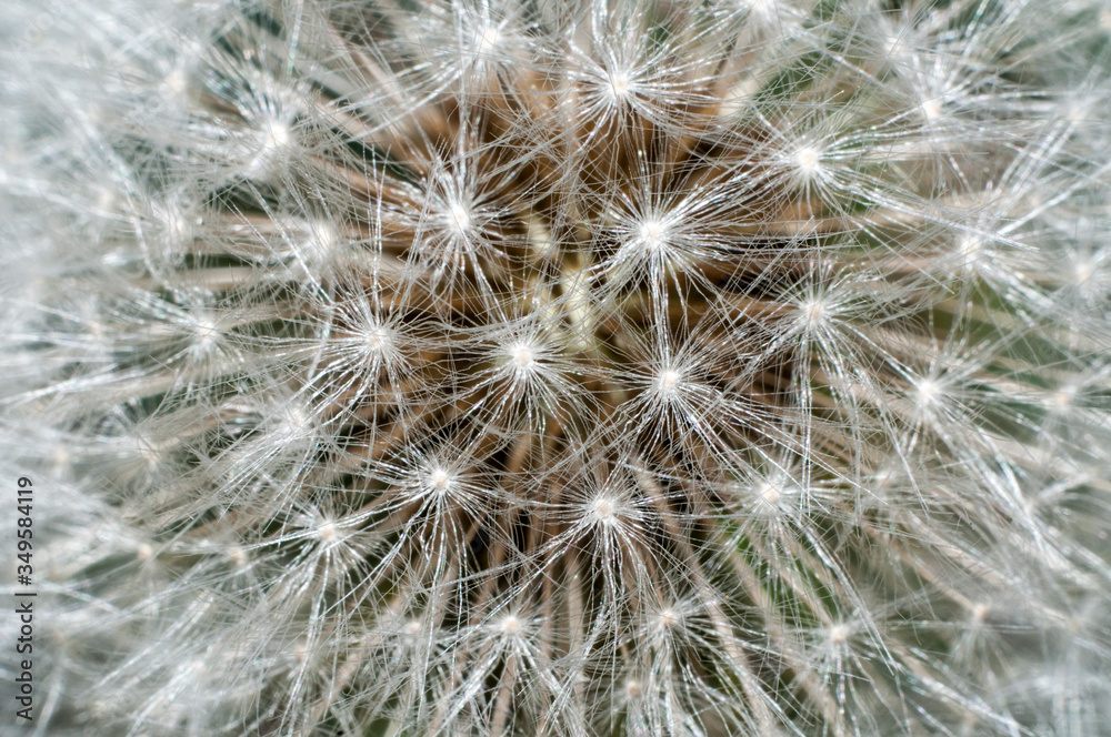 Obraz premium dandelion seed head