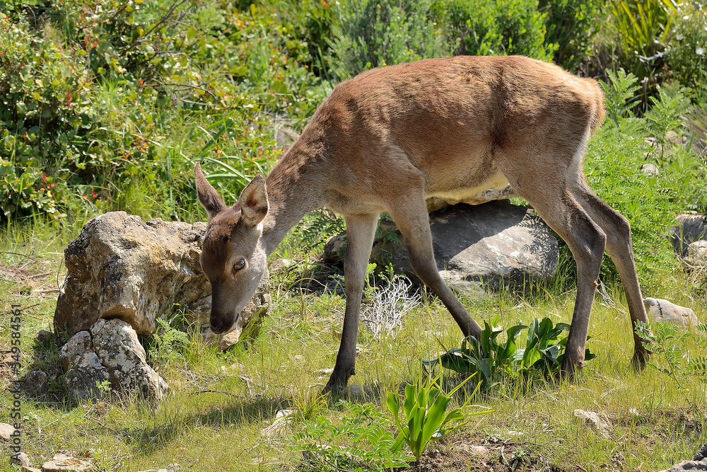 ciervo hembra joven en el campo en Ojén Málaga (Cervus elaphus) ciervo hembra joven en el campo en Ojén Málaga (Cervus elaphus)