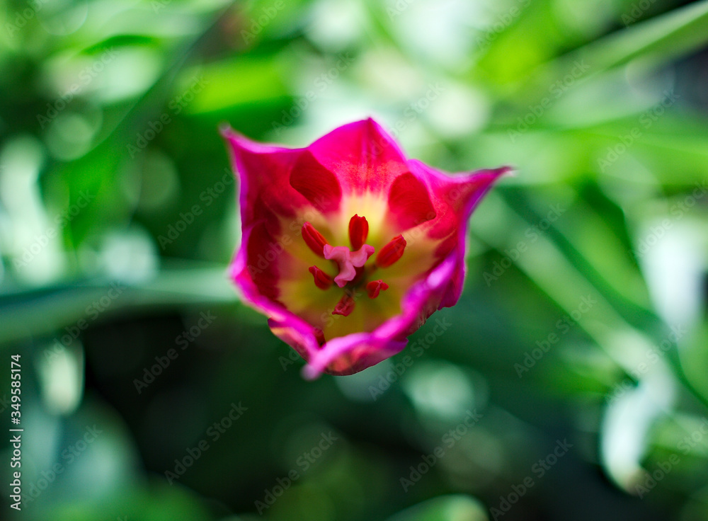 pink rose bud pink rose bud