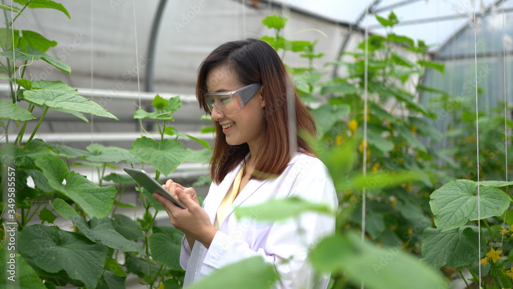 Woman science researching in hydro melon farm Woman science researching in hydro melon farm