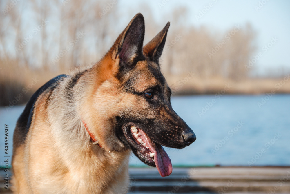 Portrait of a German shepherd in profile. German shepherd in nature close-up on the background of a blue river.