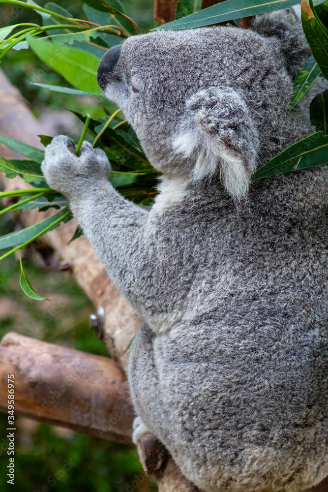 Obraz premium Koala (Phascolarctos cinereus)