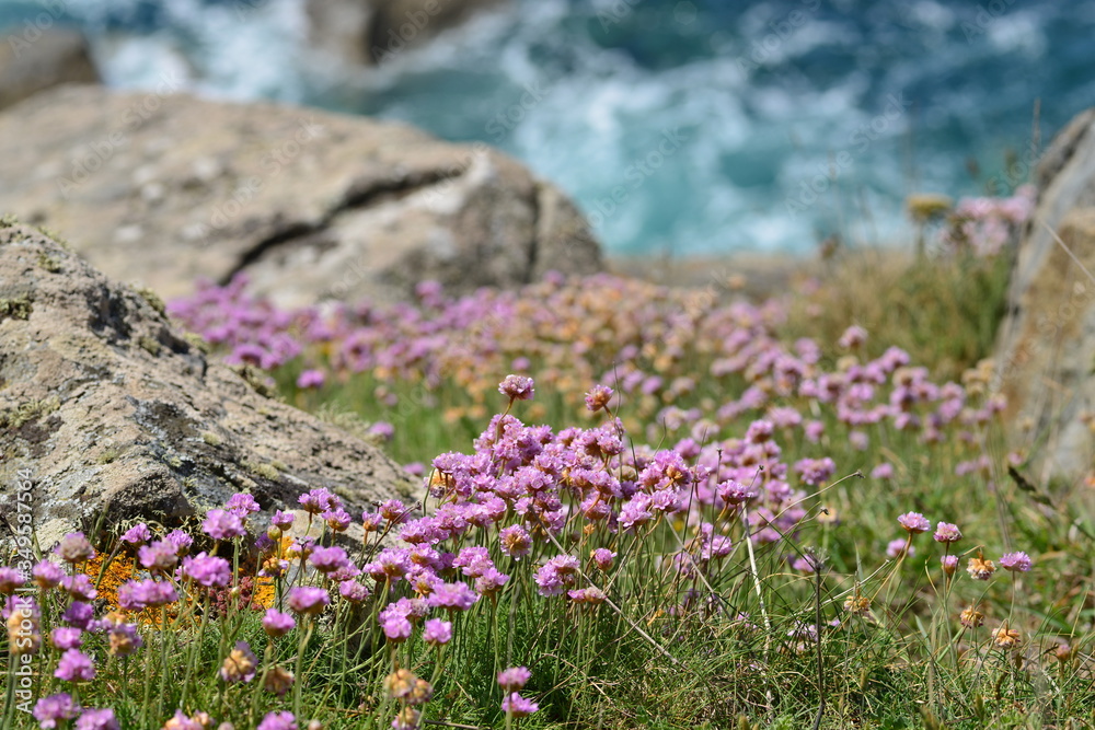 Sea thrift, Jersey, U.K. Spring wildflowers.