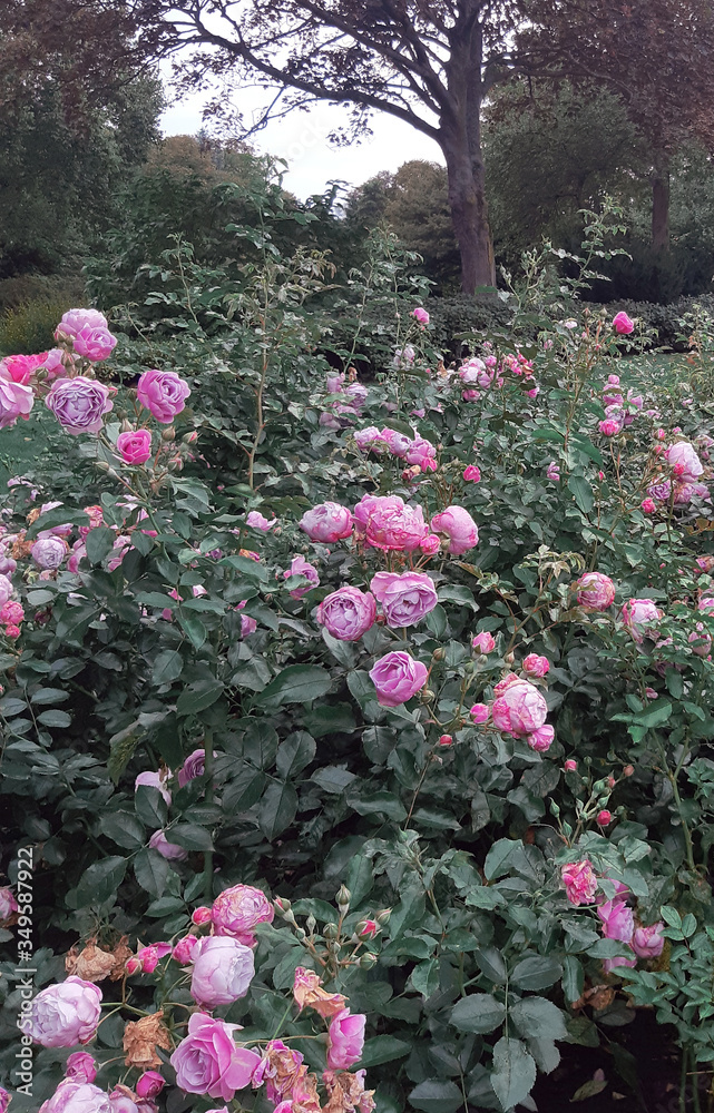 Fototapeta premium Pink roses climbing bloom green leaves white red garden park