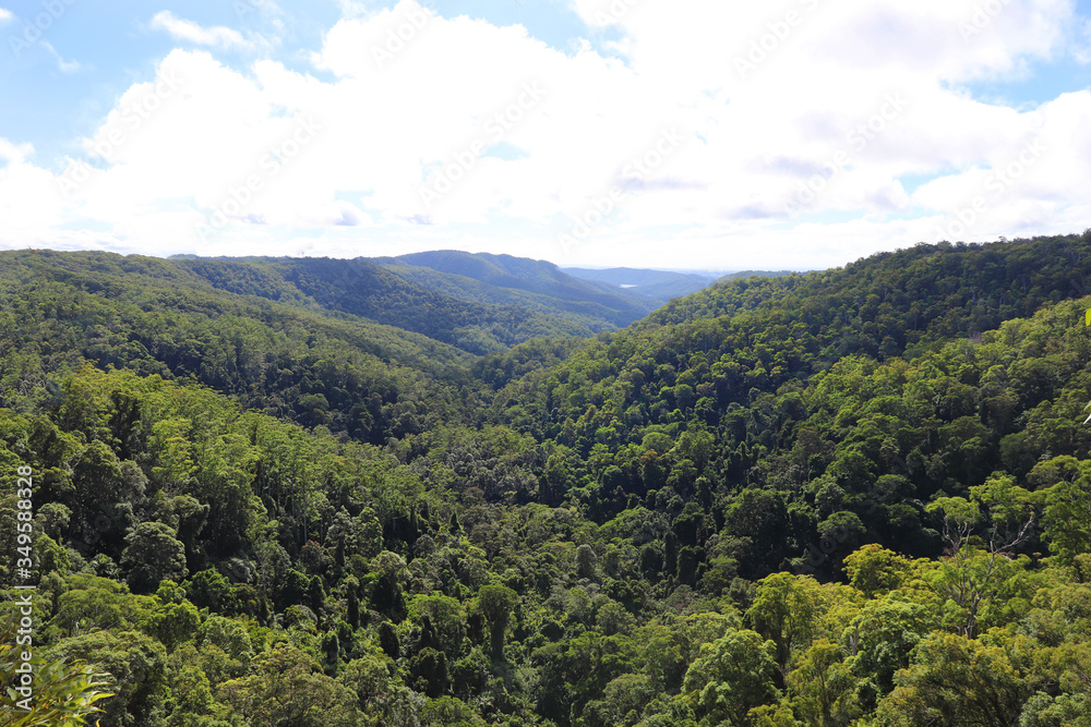 View across the Rainforest
