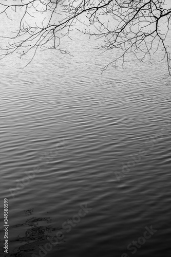 background water ripples and tree