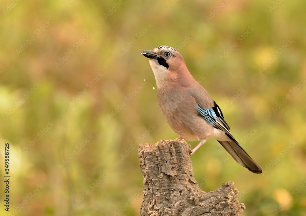 arrendajo posado en una rama en el bosque en Marbella España (Garrulus glandarius)