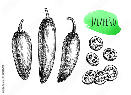 Ink sketch of jalape o