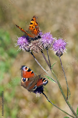 Zwei Schmetterlinge auf einer Distel