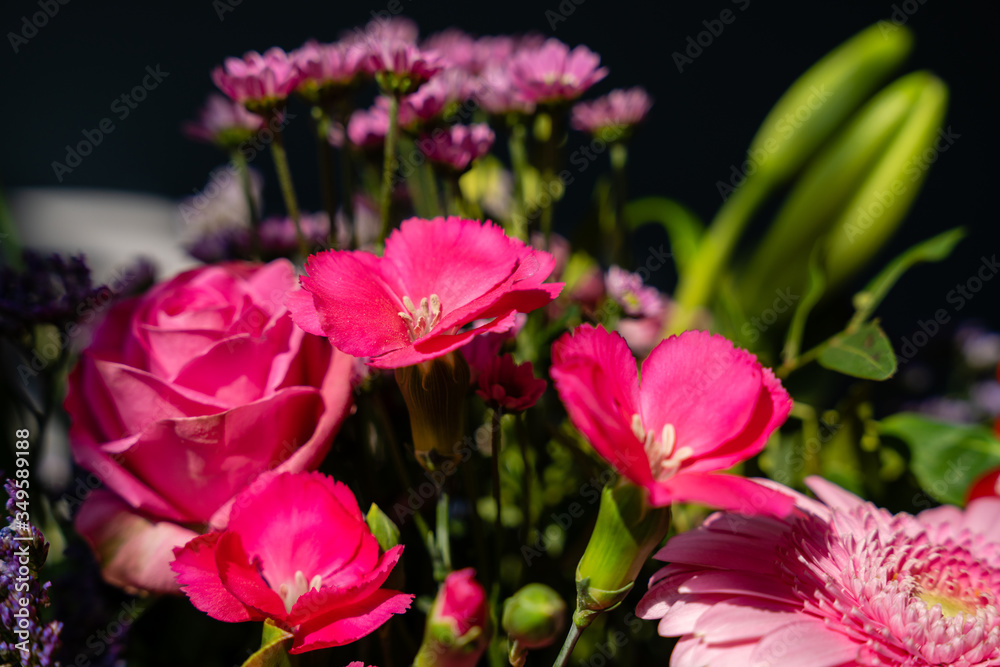 pink flowers in spring pink flowers in spring