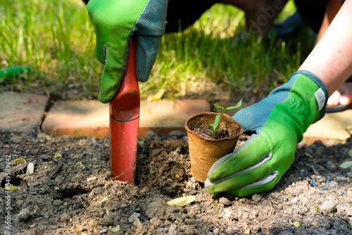 Frau pflanzt Tomaten, Paprika und verschiedenes Gemüse in ihr Gemüsebeet