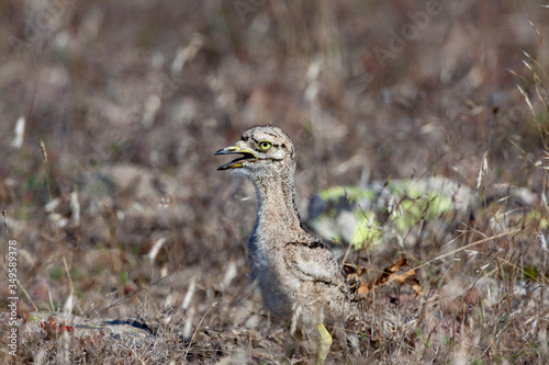 Eurasian stone curlew young (Burhinus oedicnemus) walks on a beautiful background.
