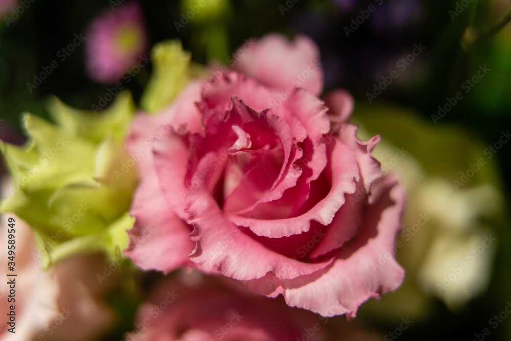 pink rose in garden pink rose in garden