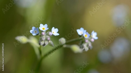 Forget me not flowers moving gently with the breeze