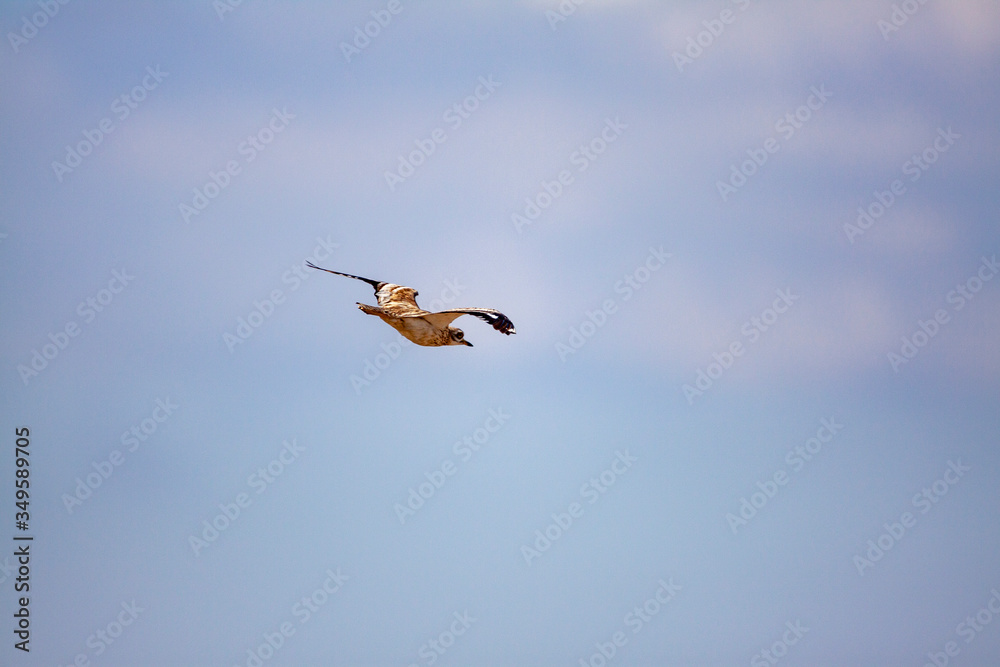Eurasian stone bigeye (Burhinus oedicnemus) is flying on a beautiful background. Eurasian stone bigeye (Burhinus oedicnemus) is flying on a beautiful background.