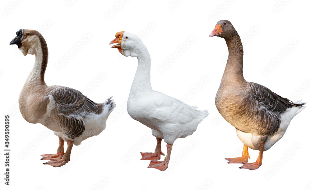 Big grey goose isolated on a white background Big grey goose isolated on a white background