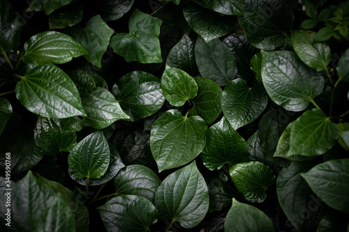 Green leaves texture top view background. Full frame of tropical dark green leaf tone.