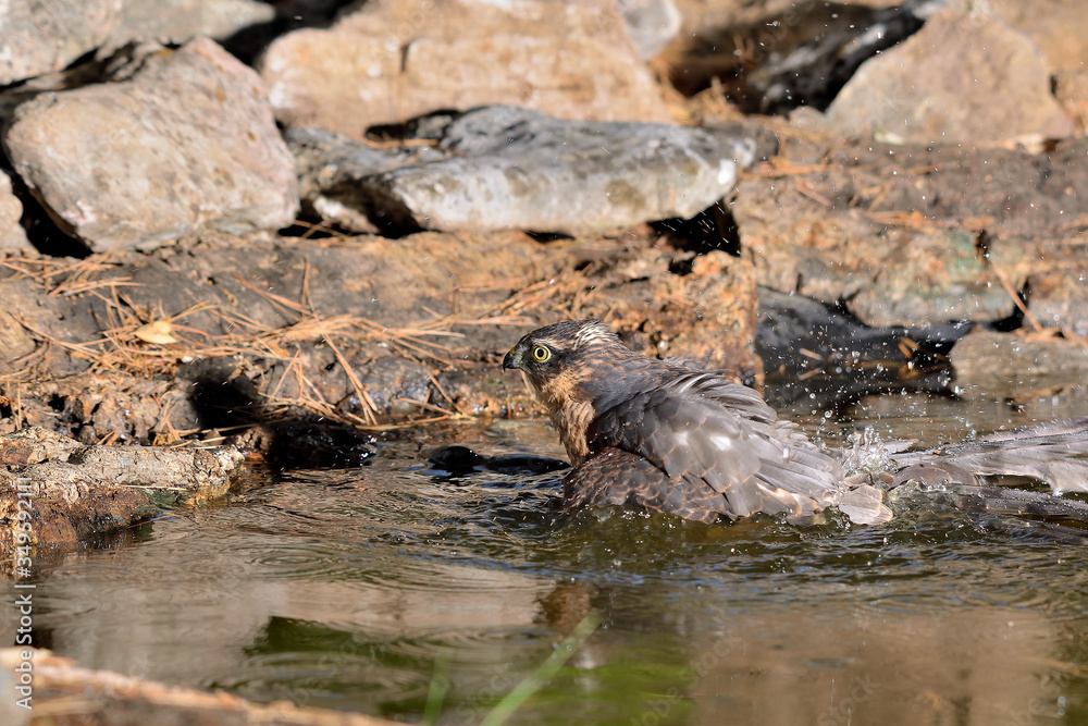 gavilán macho adulto bañándose en el estanque en Ojén Málaga (Accipiter nisus) 
