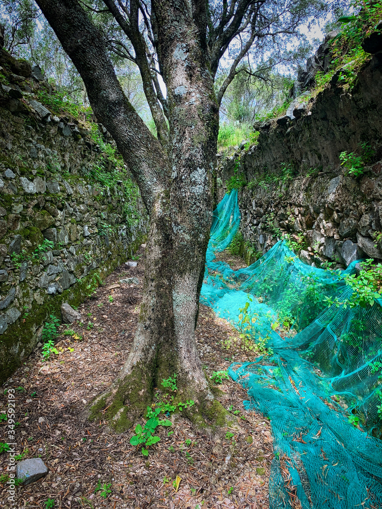 Obraz premium The ruins of the ancient city of Santa Cristina D'Aspromonte, totally destroyed in the big earthquake of 1783.