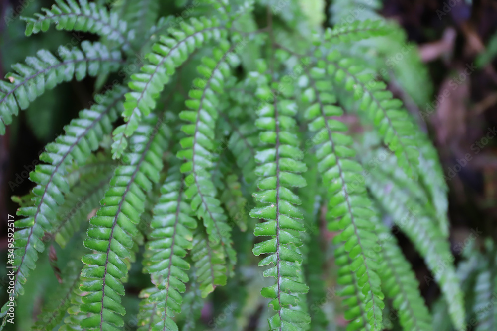 Close-up of Fern in Rainforest Close-up of Fern in Rainforest