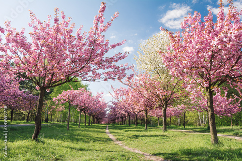 Fotobehang Pink Cherry Blossoms In Spring