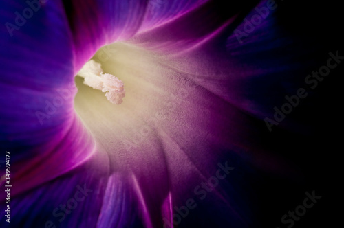 Morning Glory Purple Macro 1 photo