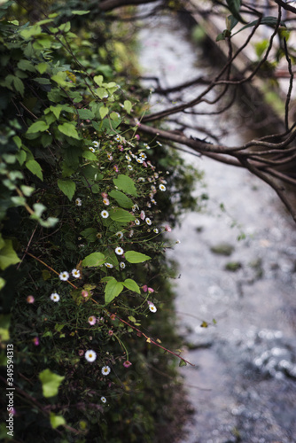 Flores de primavera al lado del rio