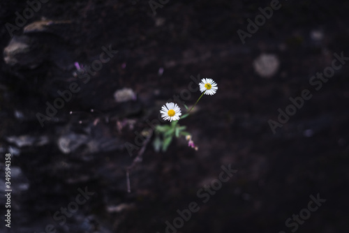 Margaritas en primavera