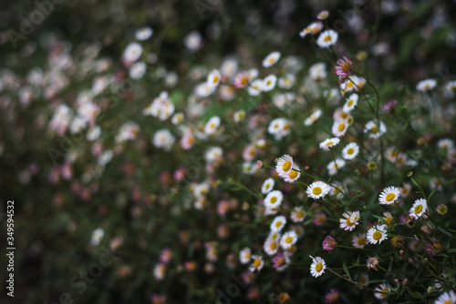 Margaritas en primavera
