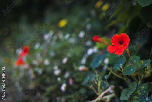 Flores rojas de primavera