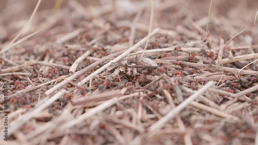 Big anthill in the woods. Big anthill with colony of ants in summer forest. Ants on the ant hill in the woods closeup, macro. They mooving sticks and building their house Big anthill in the woods. Big anthill with colony of ants in summer forest. Ants on the ant hill in the woods closeup, macro. They mooving sticks and building their house