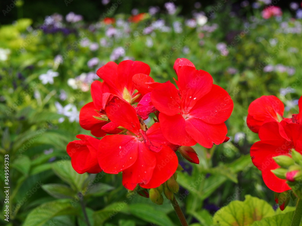 Red flowers in foreground in a garden blur background