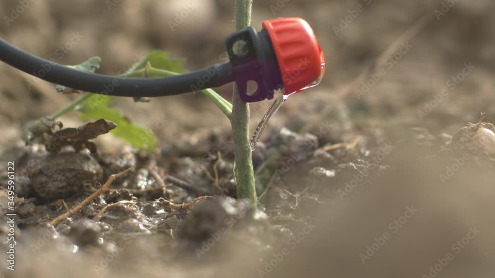 From below shot of a drip irrigation system. Closeup of water dripping in a tomato field to water the organic seedlings of vegetables. Watering the plantation. Agriculture and cultivation. From below shot of a drip irrigation system. Closeup of water dripping in a tomato field to water the organic seedlings of vegetables. Watering the plantation. Agriculture and cultivation.