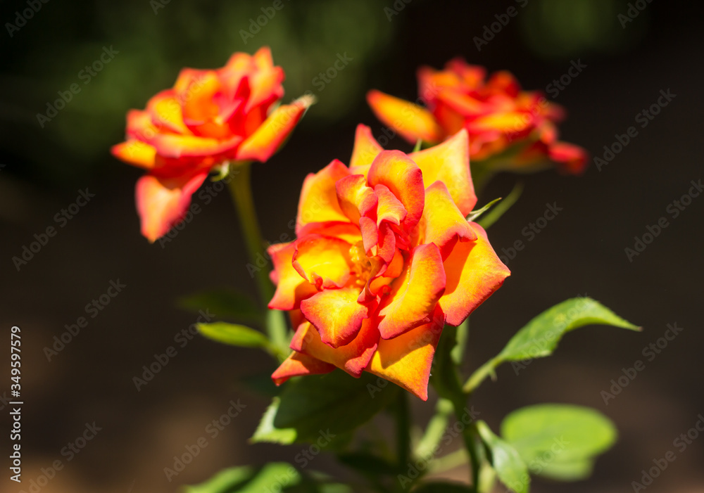 Yellow mix orange rose flower
