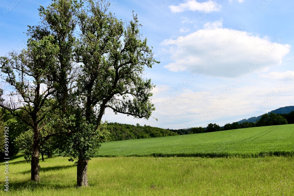 Obraz premium Baumgruppe