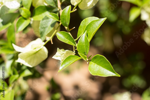 Young Green leaf of White Bougainvillea flower