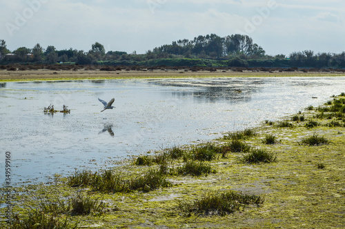 wetland at the po river delta in the north italy