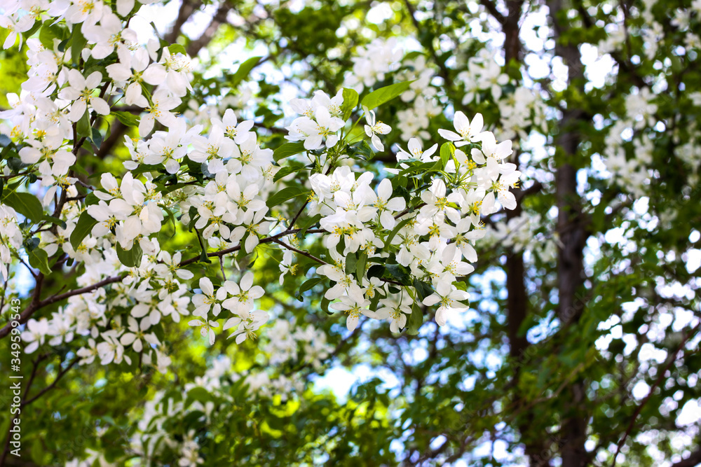 Blooming apple tree in spring Blooming apple tree in spring