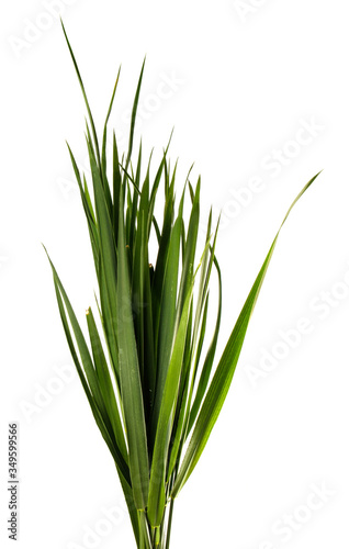 bunch of green grass on an isolated white background.Wheatgrass sprouts isolate
